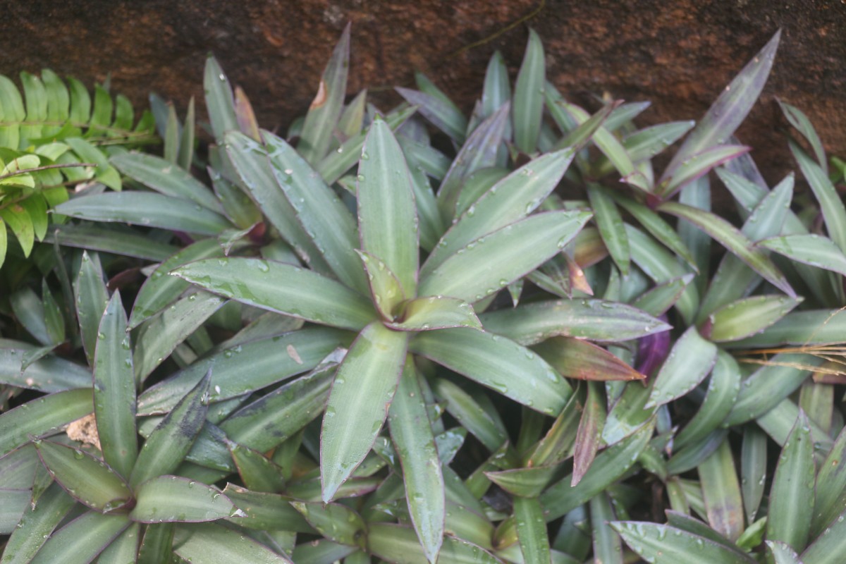 Tradescantia spathacea Sw.